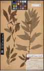 Foto von Salix aurita L. x Salix cinerea L. x Salix viminalis L.